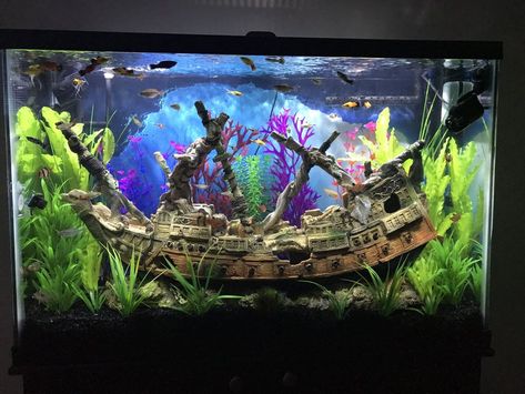 Freshwater Fish Tank, Fish Tank Themes, Ship Wreck, Amazing Aquariums, Fish Ideas, Cool Fish Tanks, Aquarium Maintenance, Fish Tank Design, Aquarium Terrarium