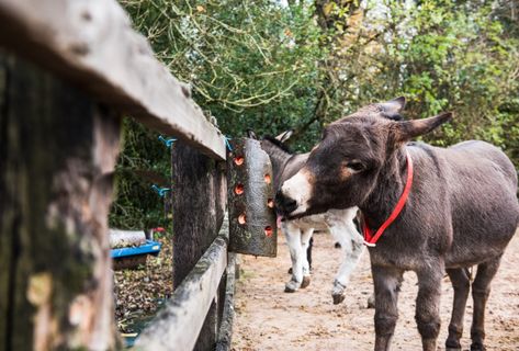 Donkey Enrichment Ideas, Donkey House Ideas, Donkey Stable Ideas, Donkey Barn Ideas, Donkey Enclosure, Mini Donkey Shelter, Donkey Enrichment, Horse Enrichment, Donkey Care