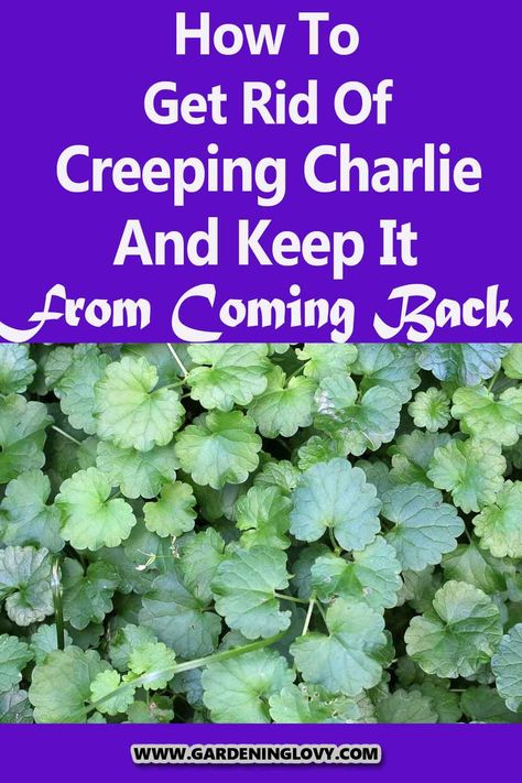 If you are also plagued by creeping charlie (also known as, Glechoma hederacea, dollar weed) in your lawn and want to remove them as soon as possible, we would like to give you several tips on How To Get Rid Of Creeping Charlie naturally. Read this post. How To Get Rid Of Creeping Charlie, Creeping Charlie How To Get Rid Of, Creeping Jenny Plant, Glechoma Hederacea, Creeping Charlie, Lemon Tree From Seed, Killing Weeds, Creeping Vines, Lawn Pests