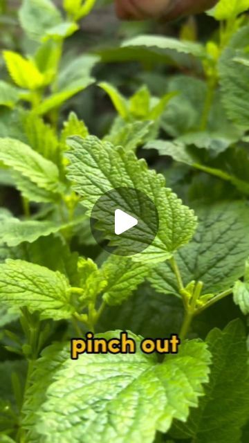 Healthy Herbs - Health Tips on Instagram: "Pinch Out for Bigger Harvests & Bushier Growth 🌱✂️ Great content by @nettlesandpetals. For more of his content, go follow him 💪

Pinching out is a way to improve yields and blooms in the garden as it encourages the below plants to grow bushier and produce more leaves rather than concentrating their energy on getting taller…😊👍🏻🌱🌸

Basil is one of the most popular herbs that benefits from pinch out! So Instead of pulling individual leaves, simple cut or pinch just above a node where you will see two sets of new leaves forming, and every time you remove a main stem, your plant will grow two new stems in its place.🌱🌱

This is also the case for other commonly grown plants in the mint family such as mint and lemon balm and other herbs such as t Getting Taller, Get Taller, Healthy Herbs, Plants To Grow, Lemon Balm, New Leaf, Basil, Health Tips, Landscaping