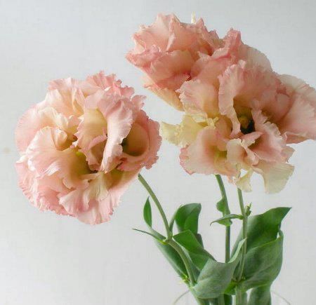 Wedding Flower Favorite. Peach Lisianthus Flower, Peach Fuzz Wedding Flowers, Lisianthus Peach, Apricot Lisianthus, Cream Lisianthus, Lisianthus Bouquet, Lisianthus Flower, Pink Lisianthus, Lisianthus Flowers