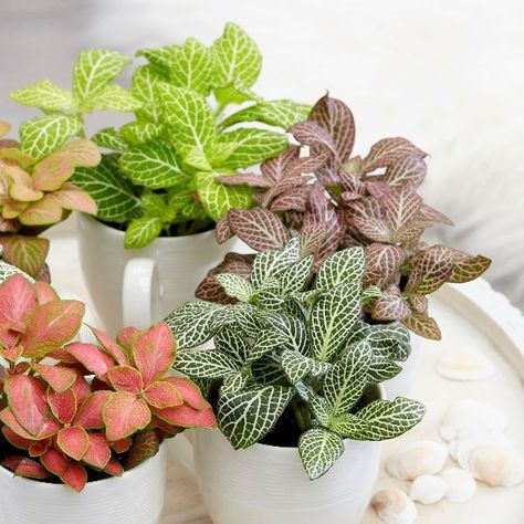 Fittonia Plant Decor, Fittonia Plant Care, Fittonia Propagation, Fittonia Plant, Peperomia Napoli Night, Fittonia Argyroneura, Nerve Plant, Small Indoor Plants, Snake Plant Care