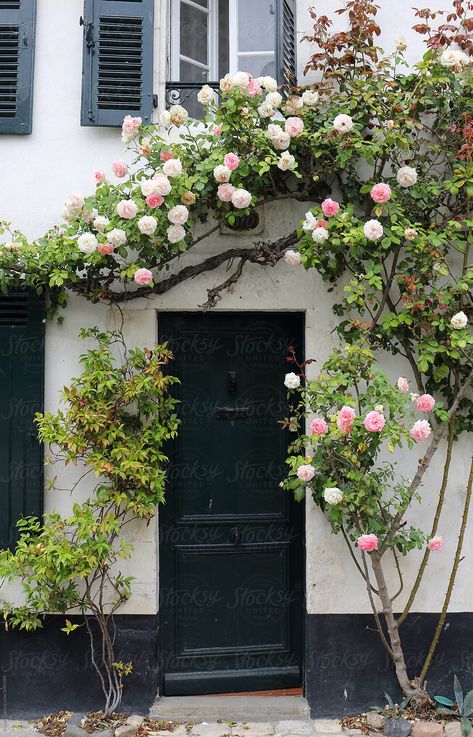 Pretty Climbing Rose Around A Door by Marcel - House, Rose New Dawn Climbing Rose, Climbing Roses Trellis, Rose Climbing, Nail Art Flower, Rose Plant Care, Tattoos Rose, Aesthetic Plants, Plants Care, Wallpaper Rose