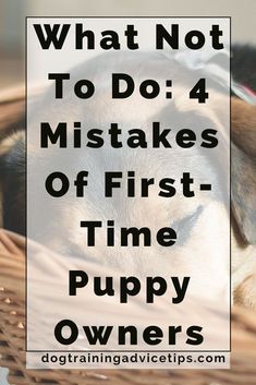 Untitled Puppy Potty Training Tips, Positive Dog Training, Puppies Tips, Puppy House, Easiest Dogs To Train, Dog Behavior Problems, House Training Dogs, Potty Training Puppy, Dog Training Advice