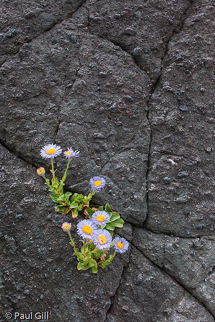 Rock Cliff, Alpine Flowers, Rock Flowers, Bloom Where Youre Planted, Paper Flower Art, Bloom Where You Are Planted, Urban Nature, Rock Wall, Unique Trees