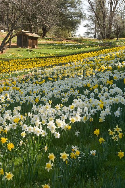 Daffodil Hill Amador County, Northern California, Vegetation                                                                                                                                                                                 More Amador County, Spring Scenery, نباتات منزلية, Flower Field, Dream Garden, Daffodils, Pretty Flowers, Secret Garden, Beautiful Landscapes