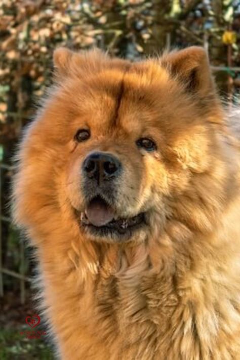 The popular “teddy bear dog” -the Chow Chow is another Chinese dog breed that took the hearts of owners around the world. Some speculate that this Chinese dog is so popular because of their significant resemblance to the popular stuffed toy and some say that it is because of their fluffy coat. This is another Chinese breed that was kept by the royal families and one Chinese emperor allegedly had over 500 uniquely-colored Chow Chows in his royal estate.
#dog #dogs #chinesedogs #dogbreed #chowchow Fluffy Dog Breeds, Spitz Breeds, Chubby Puppies, Chinese Dog, Teddy Bear Dog, Chow Chow Dogs, Dog Icon, Puppy Chow, Bear Dog