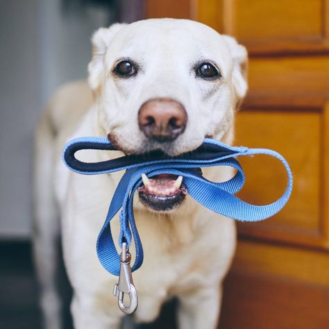 Dog On Leash, Turquoise Dog Collar, Puppy Leash, Personalized Leather Dog Collar, Leather Dog Collar Custom, Dog Collar With Name, Military Dogs, Dog Leashes, Pet Leashes