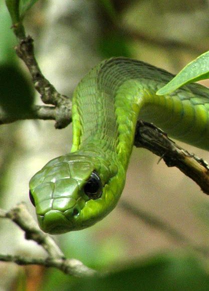 Boomslang...timid, but highly venemous Boomslang Snake, Snake Breeds, Snake Photos, Cute Reptiles, Beautiful Snakes, Snake Venom, Reptile Snakes, Reptiles Pet, Animal Pics