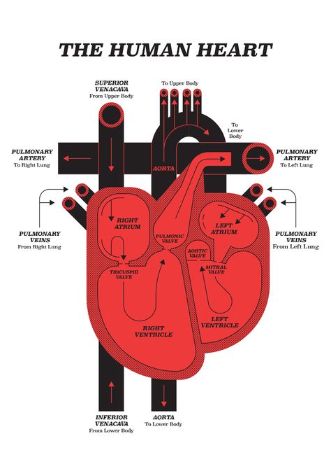 Human Heart Diagram, Cool Screensavers, Heart Diagram, Glicee Prints, Graphic Design Infographic, Human Centered Design, Medical School Motivation, Heart Illustration, Diagram Design