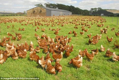 A new definition for 'free-range eggs' has been slammed by animals rights and consumers groups who claim the 'misleading' standard means that hens don't actually have to go outdoors Chicken George, Mobile Chicken Coop, Hen Farm, Pasture Raised Eggs, Free Range Chickens, Organic Eggs, Backyard Chicken Coops, Poultry Farm, Cute Chickens