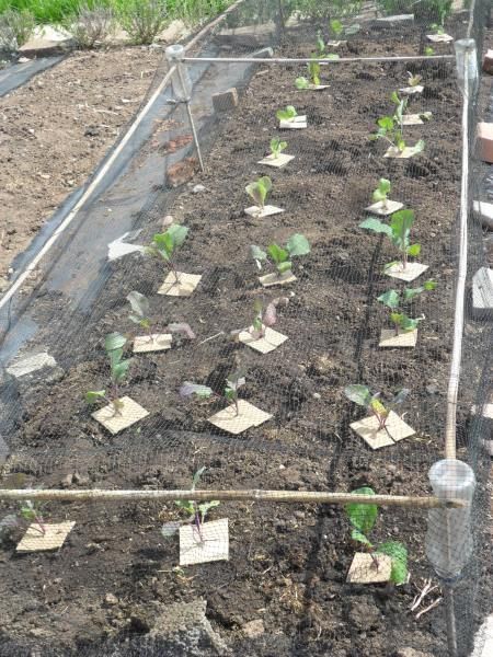 Brassica cage, I like the brilliant plastic bottle connectors and cardboard collars Homemade Cabbage, Farm Hacks, Plant Cages, Garden At Home, Grape Hyacinth, Allotment Gardening, Garden Netting, Plant Pot Diy, Garden Food