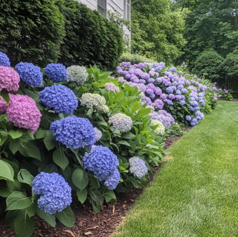 Fall Hydrangea Care: Essential Tips for a Healthy Bloom Next Year - Crafty Home Creators Landscape With Hydrangea, Types Of Hydrangeas, Fall Hydrangea, Grow Avocado, Hydrangea Care, Avocado Tree, Organic Mulch, Hydrangea Paniculata, Fall Care