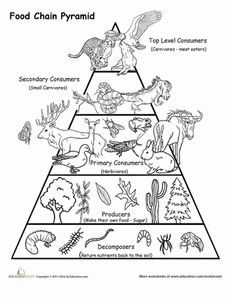 Free worksheet website-food chain pyramid color sheet-great for Kindergarten to introduce concept on up Food Chain Activities, Fourth Grade Science, Energy Pyramid, 7th Grade Science, 4th Grade Science, 6th Grade Science, Animals And Plants, Food Pyramid, Food Web