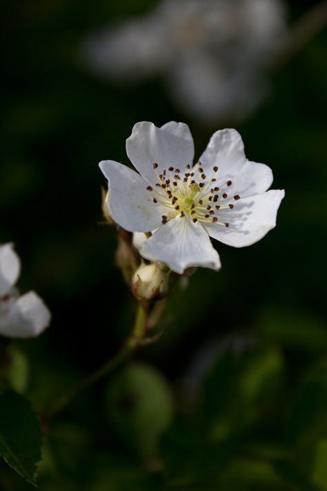 Blackberry blossom Flowering Blackberry, Tattoo Flower Vintage, Fiddle Sticks, Blackberry Flower, Blackberry Blossom, Blackberry Tattoo, Bush Drawing, Nature Diary, Blackberry Patch