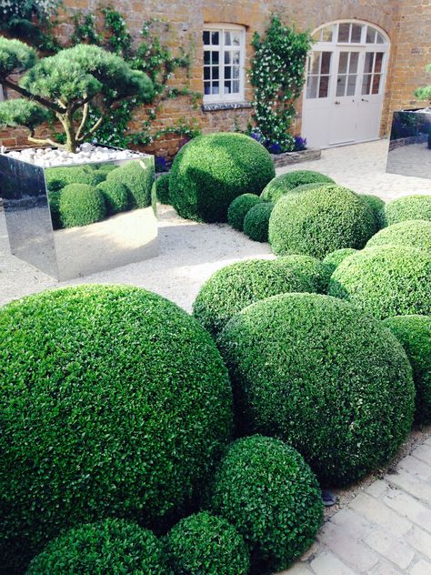 Small Garden Shrubs, Cloud Pruning, Formal Garden Design, Boxwood Garden, Garden Hedges, Contemporary Garden Design, Topiary Garden, Longwood Gardens, Garden Shrubs