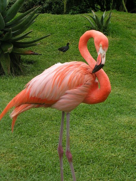 beauty Flamingo Pictures, Flamingo Bird, Flamingo Christmas, Flamingo Art, Pink Bird, Tropical Birds, Pretty Birds, Bird Drawings, Wild Birds