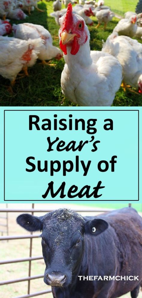 Best Livestock For Small Homestead, Raising Animals For Meat, Raising Chicken For Meat, Raising Hogs For Meat, Easy Farm Animals To Raise, Small Homestead Animals, Meat Birds Raising, Homesteading On An Acre, Animals For Homesteading