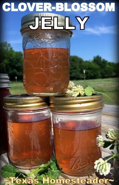 Clover Jelly, Clover Blossom, Floral Food, Sweet Clover, Edible Flowers Recipes, Canning Jam, Homemade Jelly, Jelly Recipe, Jam And Jelly