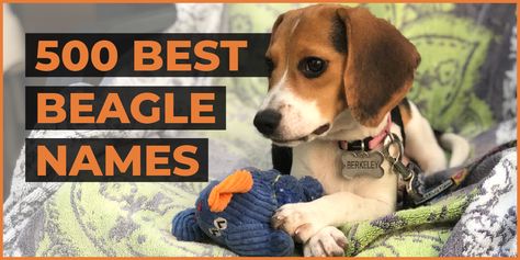 best beagle names Fun Names, Beagle Names, White Beagle, Classic Names, Funny Names, Beagle Puppy, Beagle Dog, Female Male, How To Train Your