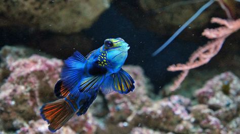 mandarinfish also known as mandarin goby Mandarin Goby, Goby Fish, Fish List, Mandarin Fish, Saltwater Aquarium Fish, Wild Caught Fish, Reptile Cage, Saltwater Fish, Saltwater Tank