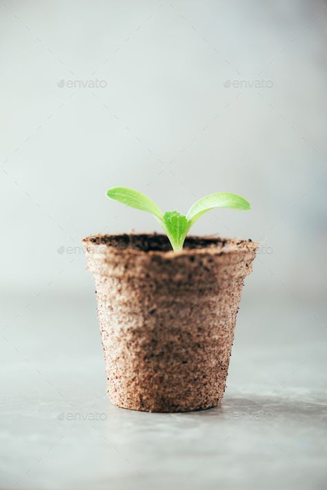 Peat Pots, Spring Planting, Seedling Pots, Box Houses, Growing Seeds, Flower Photography, Product Ideas, Creative Direction, Growing Plants