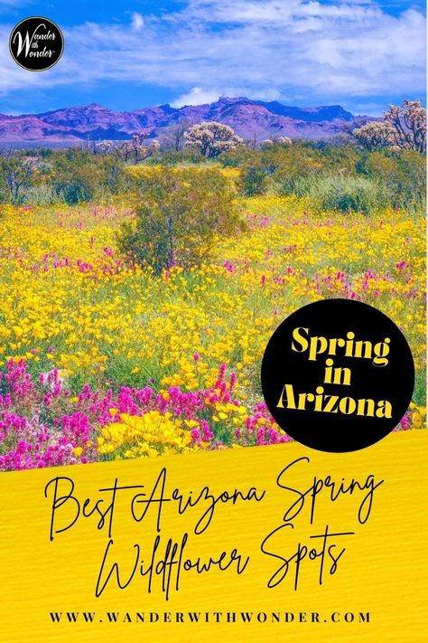 Some of the best Arizona spring wildflower spots might surprise you. The winter rains set the stage for upcoming colorful yellows, golds, and reds popping all over the desert. Wildflowers bring migrating birds, traveling butterflies such as monarchs, and both local and visiting hummingbirds. These are some of my favorite wildflower sites for easy walks, drives, and strolls through parks. Arizona Wildflowers, Southwest Photography, Desert Wildflowers, Migrating Birds, Sonora Desert, Southwest Usa, Usa Roadtrip, North America Travel Destinations, Desert Southwest