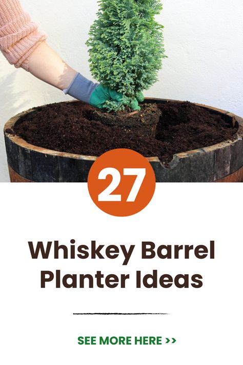 Revive used whiskey barrels as charming planters! This collection of DIY whiskey barrel planter ideas features painted, drilled, stacked, and uniquely planted barrels perfect for flowers, trees, herbs, and shrubs. Upcycle oak barrels into stunning focal points! #whiskeybarrel #oakbarrel #planteridea #paintedbarrel #uniqueplants #focalpoints #patioambiance #gardenstyle #outdoortrends #balconygarden Outdoor Patio Ideas Decorating Whiskey Barrels, Wine Barrel Planter Ideas, Whisky Barrel Planter Ideas, Half Barrel Planter Ideas, Rain Barrel Planter, Whiskey Barrel Planter Flowers, Whiskey Barrel Planter Ideas, Barrel Planter Ideas, Whiskey Barrel Flowers