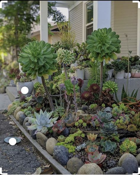 Garden Landscaping Design Ideas, Succulent Garden Outdoor, Succulent Rock Garden, Succulent Garden Landscape, Succulent Landscape Design, Succulent Garden Indoor, Succulent Garden Design, Succulent Landscaping, Rock Garden Design