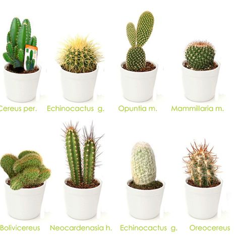 Holas a todos   Aquí, te explico paso a paso, como comenzar la preparación de un cactus bonsáis. ¿ ESTÁS PREPARADO? Coge a un PEQUE. ¿ Te acuerdas? Así los llamos yo. Sácalo de la maceta. Sacu... Cross Contour, Cactus Names, Types Of Succulents Plants, Kaktus Dan Sukulen, Cactus House Plants, Types Of Cactus Plants, Cactus Terrarium, Indoor Cactus, Cactus Care