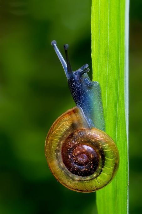 Almost translucent snail Prijaznica Snail Image, Aquarium Snails, Pet Snails, Foto Macro, Molluscs, Creepy Crawlies, Weird Animals, Animals Of The World, Nature Animals