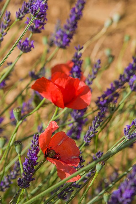 Lavande et coquelicots ~ Provence, France Planting Companions, Lavenders Blue Dilly Dilly, Lavender Plant, Lovely Lavender, Happy Flowers, Provence France, Lavender Blue, Lavender Fields, White Horse