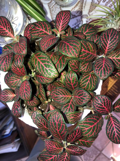 Propagate Nerve Plant, Pink Nerve Plant, Angel Plant Houseplant, Syngonium Fantasy Plant, Nerve Plant, House Plants, Christmas Wreaths, Holiday Decor, Plants