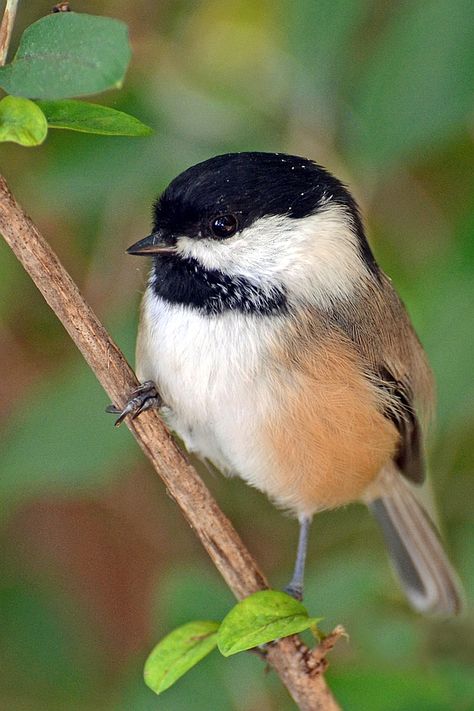 Chickadee Painting, Song Birds, Black Capped Chickadee Tattoo, Chickadees, Chickadee Illustration, Chickadee Drawing, Chickadee Photos, Chickadee Art, Bird Painting Acrylic