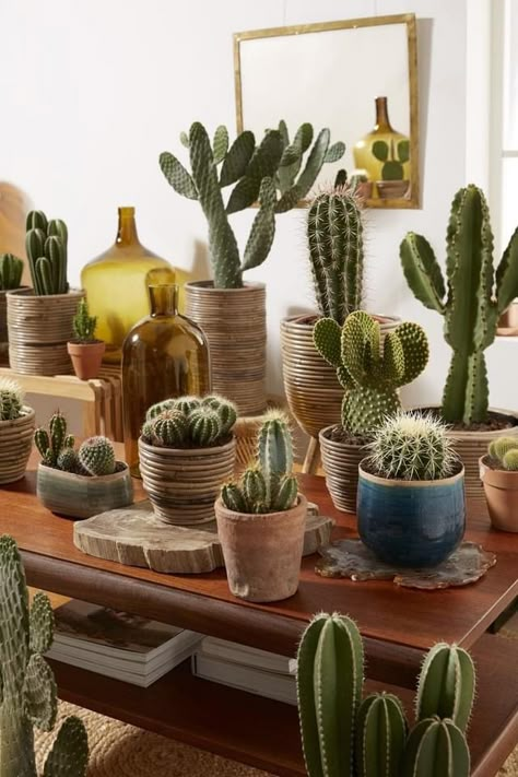 Indoor Cactus Plants, Cactus House Plants, Types Of Cactus, Indoor Cactus, نباتات منزلية, Plant Indoor, Inside Plants, Succulent Gardening, Cactus Decor