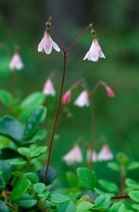 Twinflower | Plant & fungi species | Wild plants | Plants, Beautiful flowers, Wild plants Linnaea Borealis, Europe Day, Plant Fungus, Lost In The Woods, Wild Plants, The Grass, Native Plants, Plant Life, Flowers And Leaves