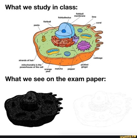 Biology Exam, Whisper Challenge, Biology Memes, Funny Whisper, College Memes, Exam Papers, School Memes, Memes Hilarious, Memes Funny