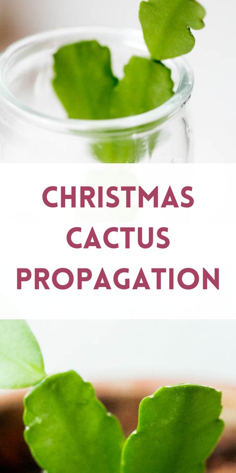 christmas cactus being propagated in water Propagating Christmas Cactus, Propagate Christmas Cactus, Cactus Propagation, Christmas Cactus Propagation, Christmas Cactus Care, Christmas Cactus Plant, Thanksgiving Cactus, Cactus Water, Holiday Cactus