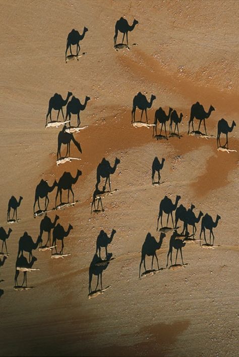 Silhouettes on the sand Shadow Photography, Image Nature, Drone Photography, Awesome Art, Aerial Photography, Zebras, 귀여운 동물, The Sand, A Group