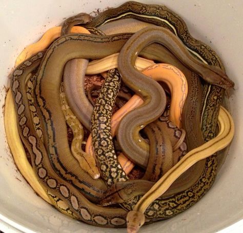 What a beautiful pile of snakes! Snakes Striking, Pile Of Snakes, Snakes Drawing, Snake Farm, Arabian Boa Snake, Yellow Bellied Sea Snake, Snake Drawing, Snake Lovers, Sketchbook Inspiration