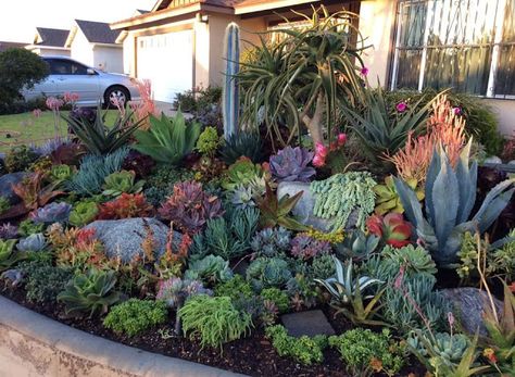 Garden Musings Succulent Rock Garden, Succulent Garden Landscape, Succulent Landscape Design, Succulent Garden Design, Succulent Landscaping, Rock Garden Landscaping, Succulent Gardening, Desert Garden, Landscaping Tips