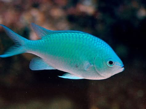 Blue green chromis Chromis Fish, Fish In Water, Ikan Air Tawar, Saltwater Aquarium Fish, Saltwater Fish Tanks, Pretty Fish, Fauna Marina, Salt Water Fish, Saltwater Tank