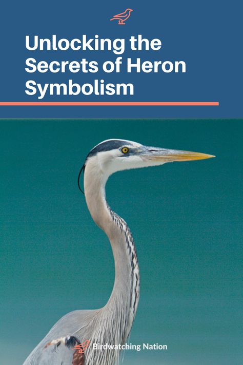 Explore Heron symbolism with this beautiful pin! Herons represent wisdom, solitude, and self-reflection, standing as serene guardians of the water's edge. Ideal for anyone fascinated by the mystical meanings behind our feathered friends or seeking inspiration from nature's elegance. Dive into the tranquil world of Heron symbolism and let it inspire your journey. 🌊🦋 #HeronSymbolism #NatureWisdom #SpiritualJourney" Heron Symbolism, Bird Symbolism, Heron Tattoo, Native American Folklore, Celtic Mythology, Your Spirit Animal, Herons, Egyptian Mythology, Spirit World