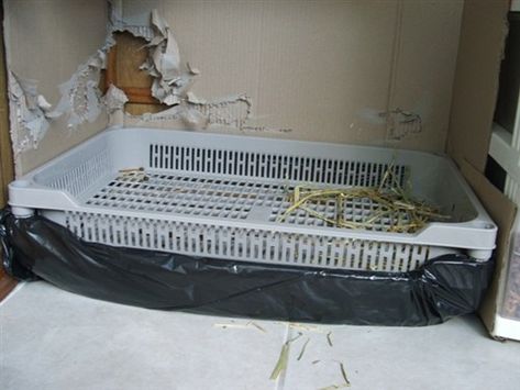 Diy Rabbit Litter Box With Grate, Diy Bunny Litter Box House Rabbit, Rabbit Litter Box Ideas Hay Feeder, Diy Bunny Litter Tray, Diy Rabbit Litter Box And Hay Feeder, Rabbit Litter Box Ideas Diy, Guinea Pig Litter Box Ideas, Rabbit Litter Box Ideas, Bunny Litter Box Ideas