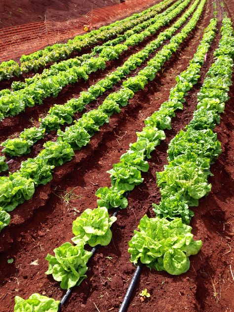 Lettuces Lettuce Farm, Future Farms, Gift Bags Diy, Bags Diy, Gardens Design, Outdoor Gardens Design, Diy Bag, Fruits And Vegetables, Lettuce