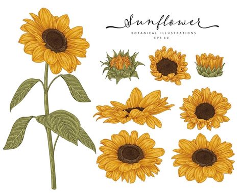 Sunflower Sketches, Sunflower Illustration, Sunflower Drawing, Sunflowers Background, White Sunflowers, Flowers Illustration, Illustration Botanique, Vector Sketch, Drawing Set