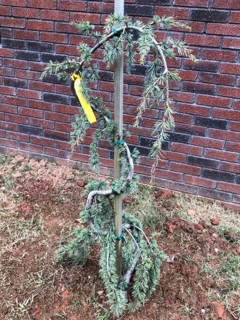 Weeping Blue Atlas Cedar, Cedar Plant, Blue Atlas Cedar, Weeping Trees, Atlas Cedar, Blue Fountain, Green To Blue, Cedar Trees, Garden Guide