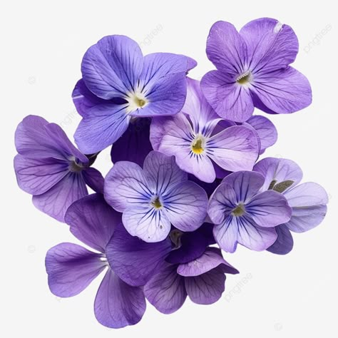 Purple Violets Flowers, Violet Pictures, Blue Violet Flower, Violets Flower, Purple Violet Flower, White Elephant Ideas, Violet Bouquet, Violets Flowers, Flower Studies