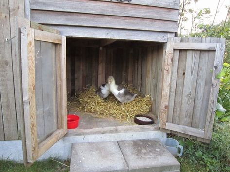 Housing/Coops for Geese? | BackYard Chickens - Learn How to Raise Chickens Goose Coop Ideas, Goose House Ideas, Geese Coop, Geese House Ideas, Geese House, Goose Coop, Ancona Ducks, Sebastopol Geese, Goose House