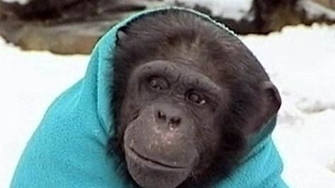 A chimp named Nakima walks around the Wales Ape and Monkey Sanctuary wearing a blanket to combat the freezing temperatures. TODAY.com's Dara Brown reports. Monkey Sanctuary, Desert Hearts, Go Ape, Take Shelter, Animal Advocacy, Missing People, Freezing Cold, Puppy Mills, Monkey Business